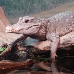 Meet your Posher, Francisco